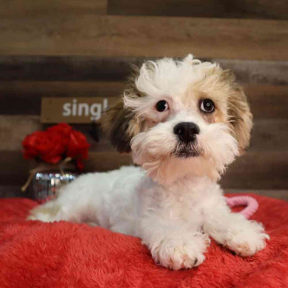 carousel pet images