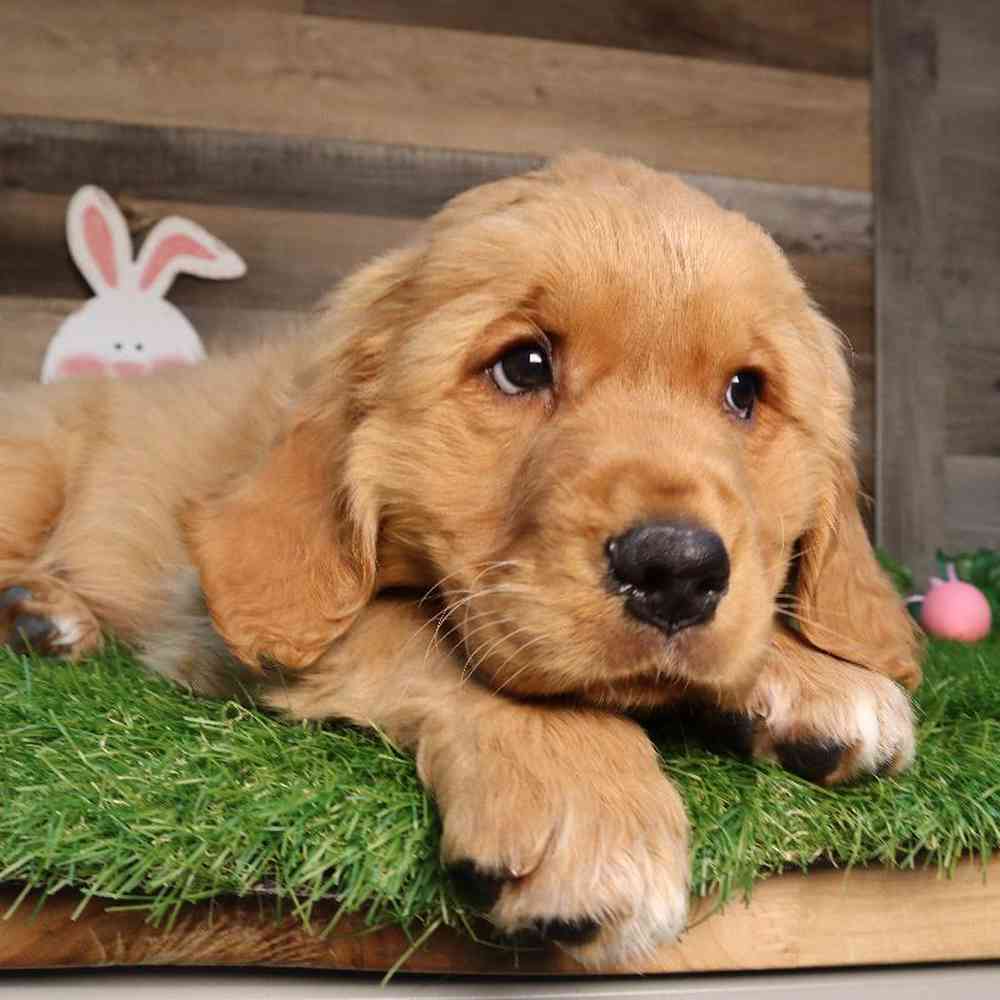 carousel pet images