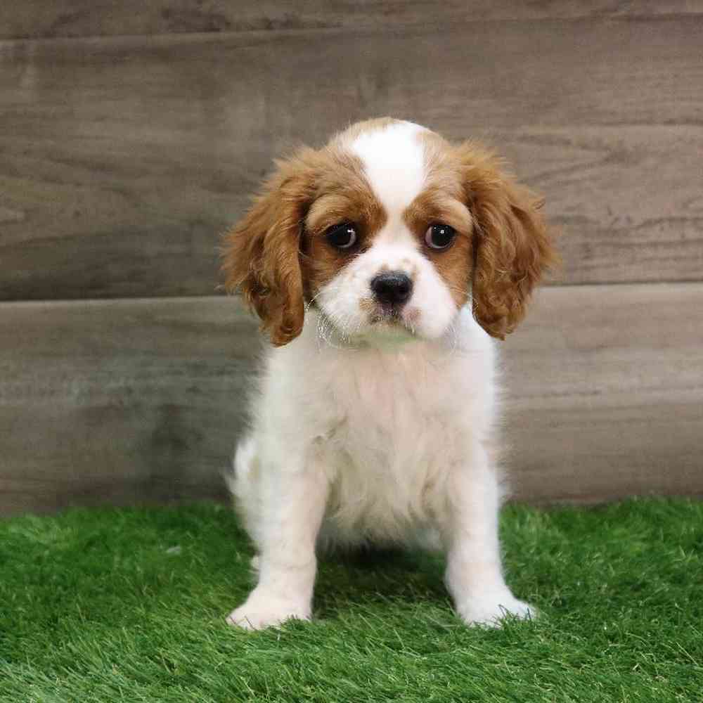 Female Cavalier King Charles Spaniel Puppy for sale