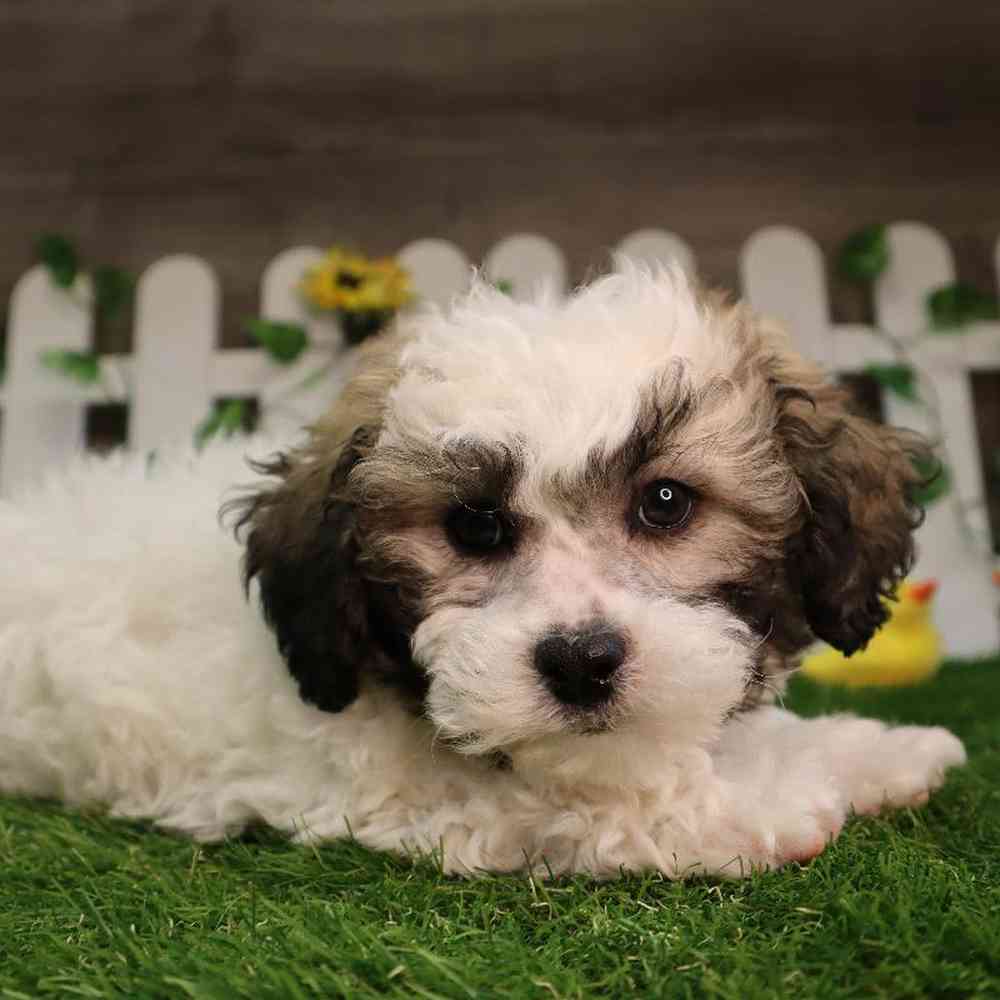 carousel pet images