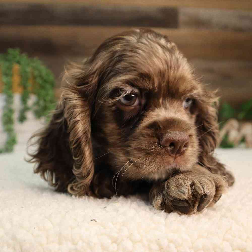 Male Cocker Spaniel Puppy for Sale in Blaine, MN