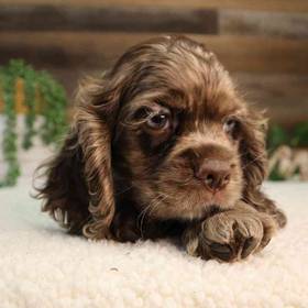 Cocker Spaniel