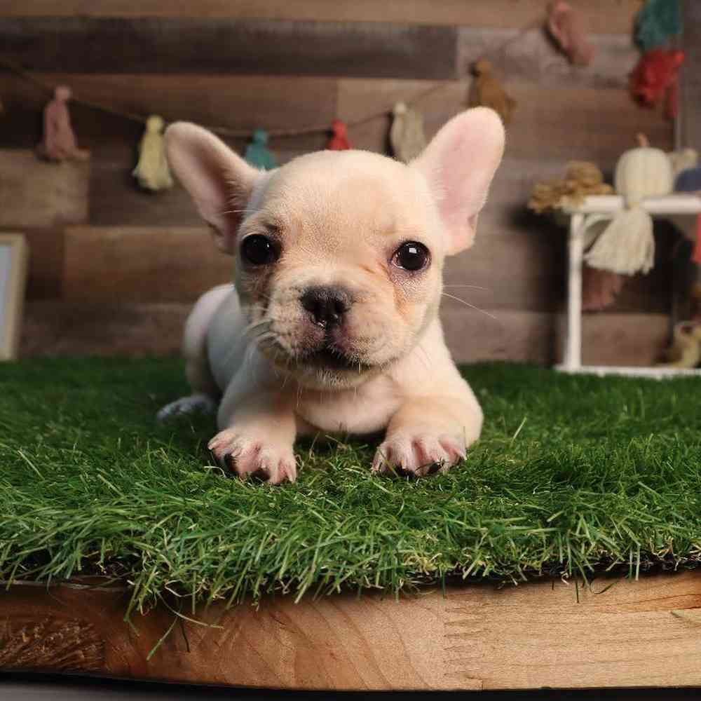 Female French Bulldog Puppy for Sale in Blaine, MN