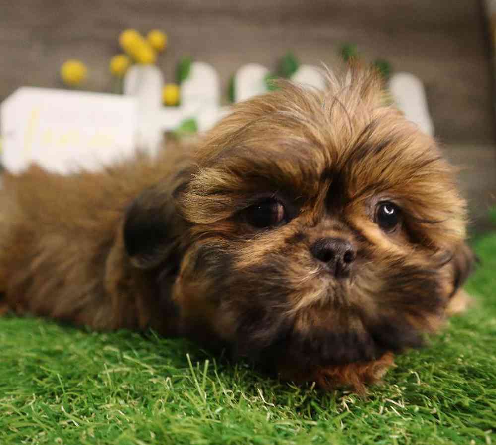 carousel pet images