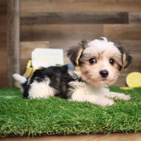 Morkie