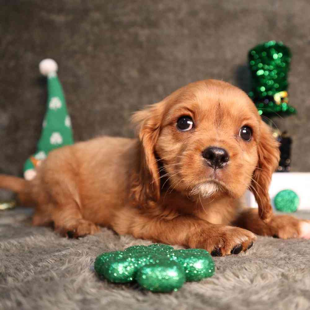 carousel pet images