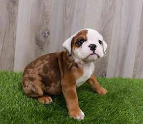 English Bulldog