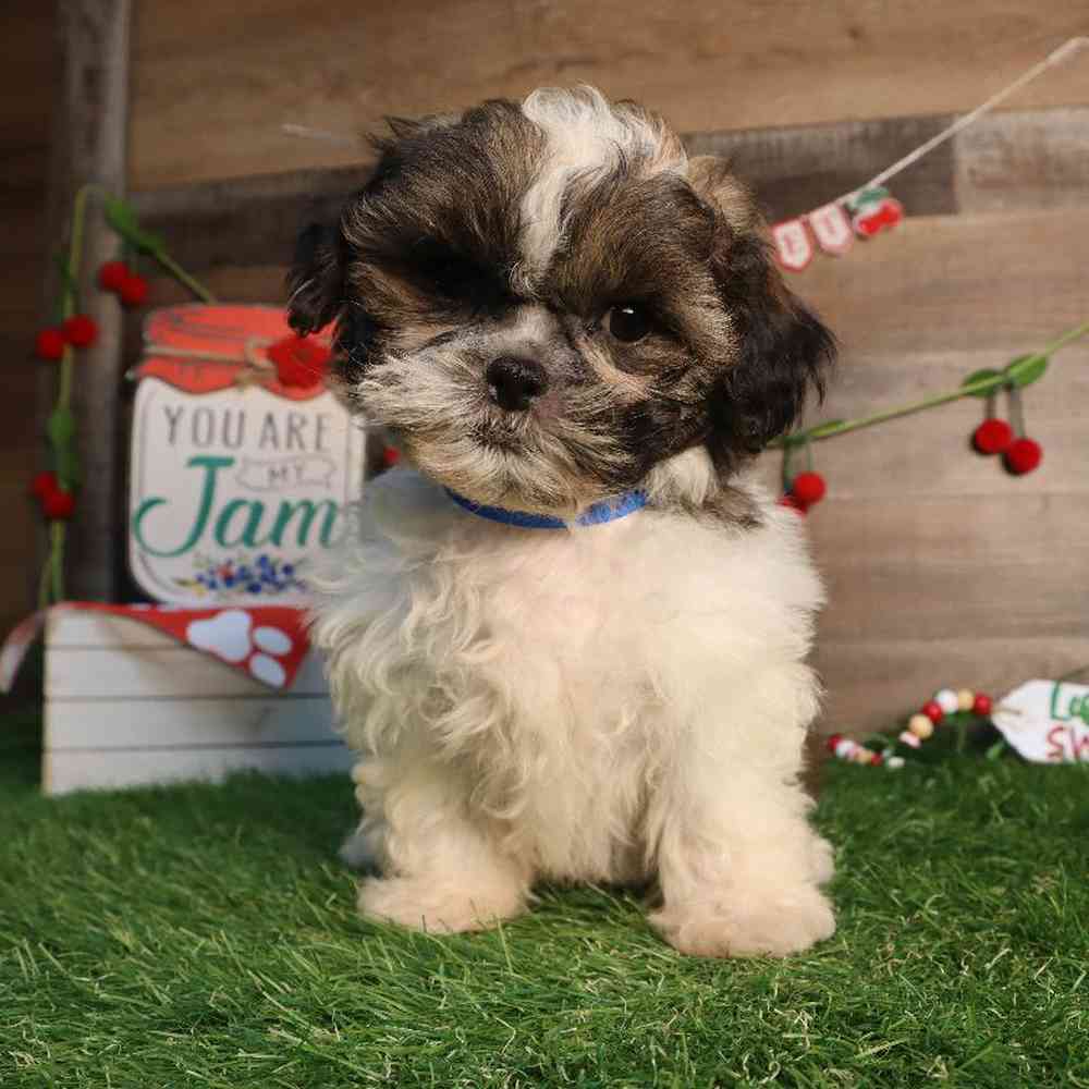 carousel pet images