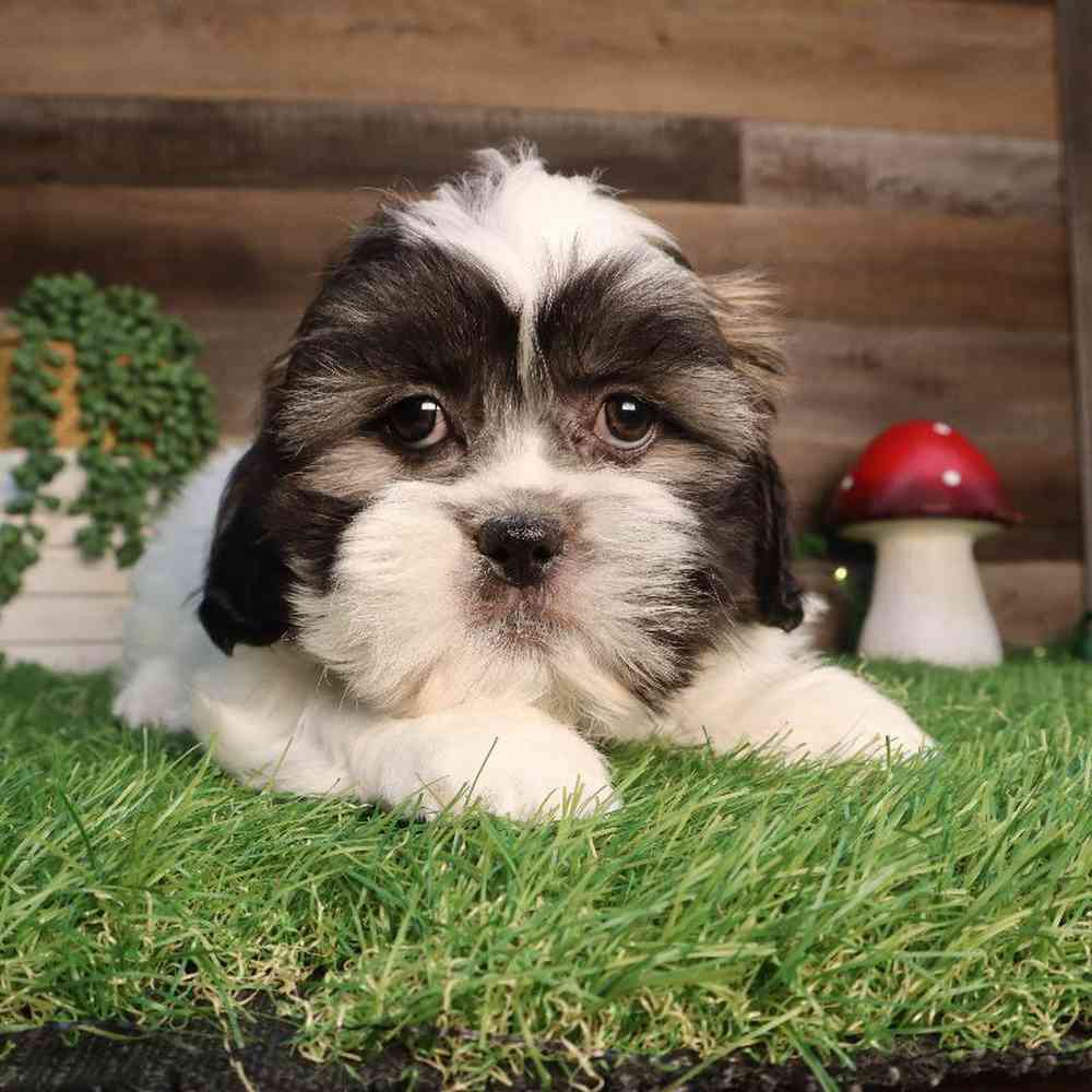 Male Shih Tzu Puppy for Sale in Blaine, MN