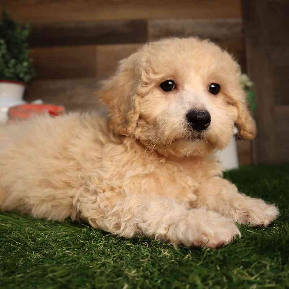 carousel pet images