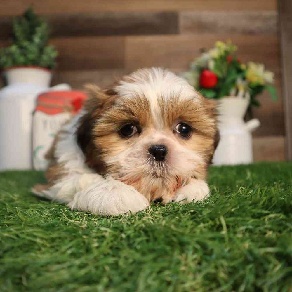 Female Shih Tzu Puppy for Sale in Blaine, MN