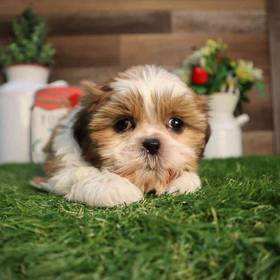 Shih Tzu