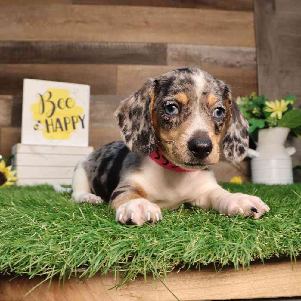 Female Dachshund Puppy for Sale in Blaine, MN