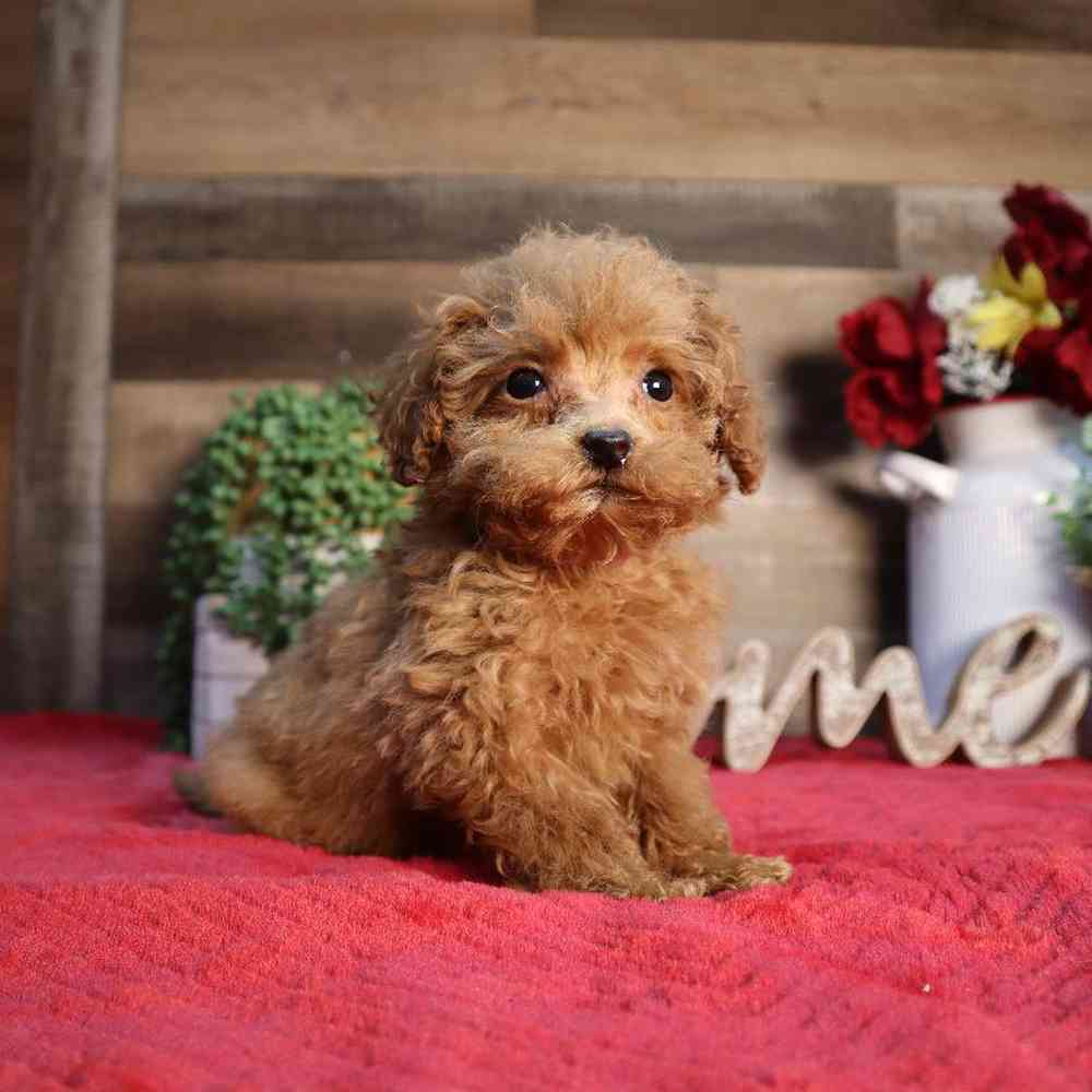 carousel pet images