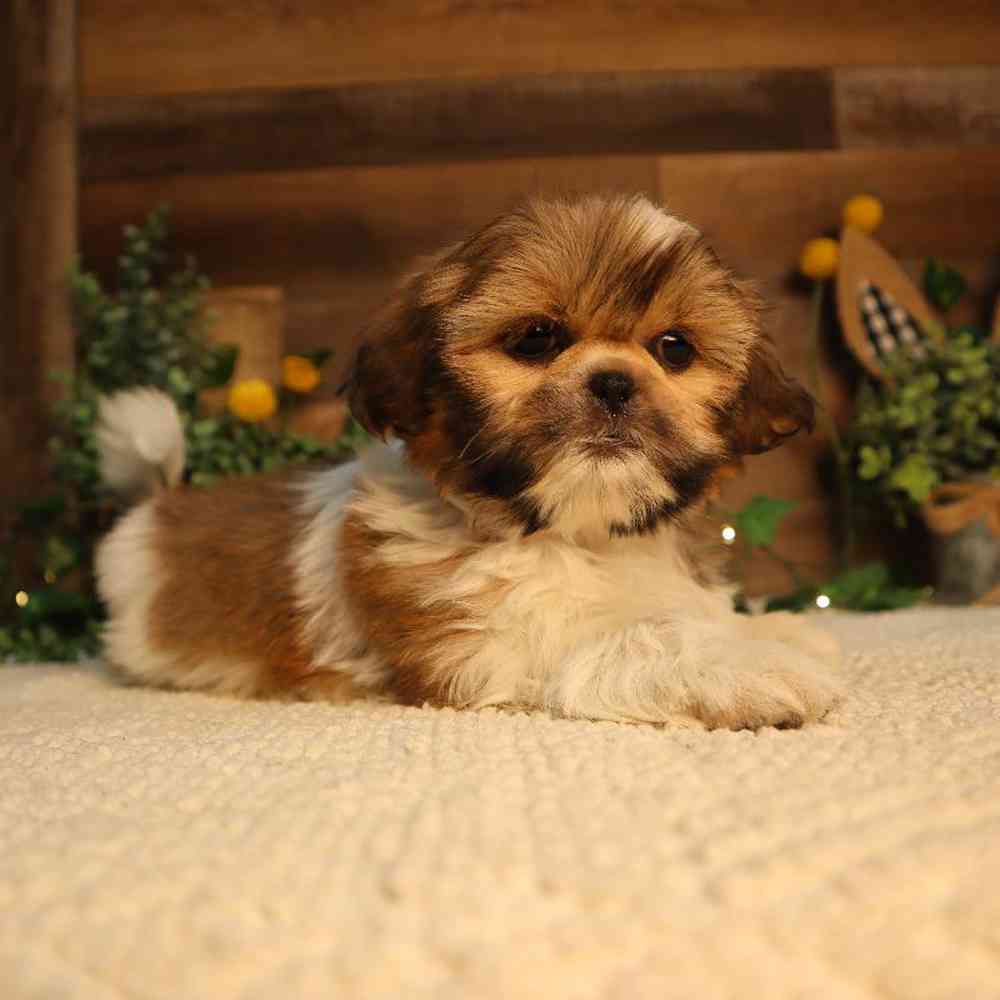 Image of a pet breed in the gallery