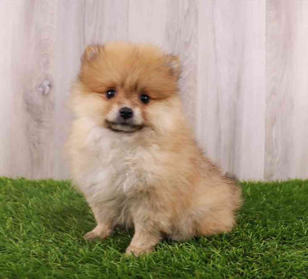 carousel pet images