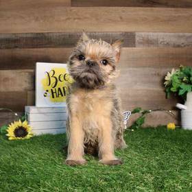 Brussels Griffon