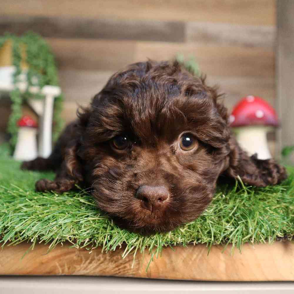 Female Cockapoo Puppy for Sale in Blaine, MN