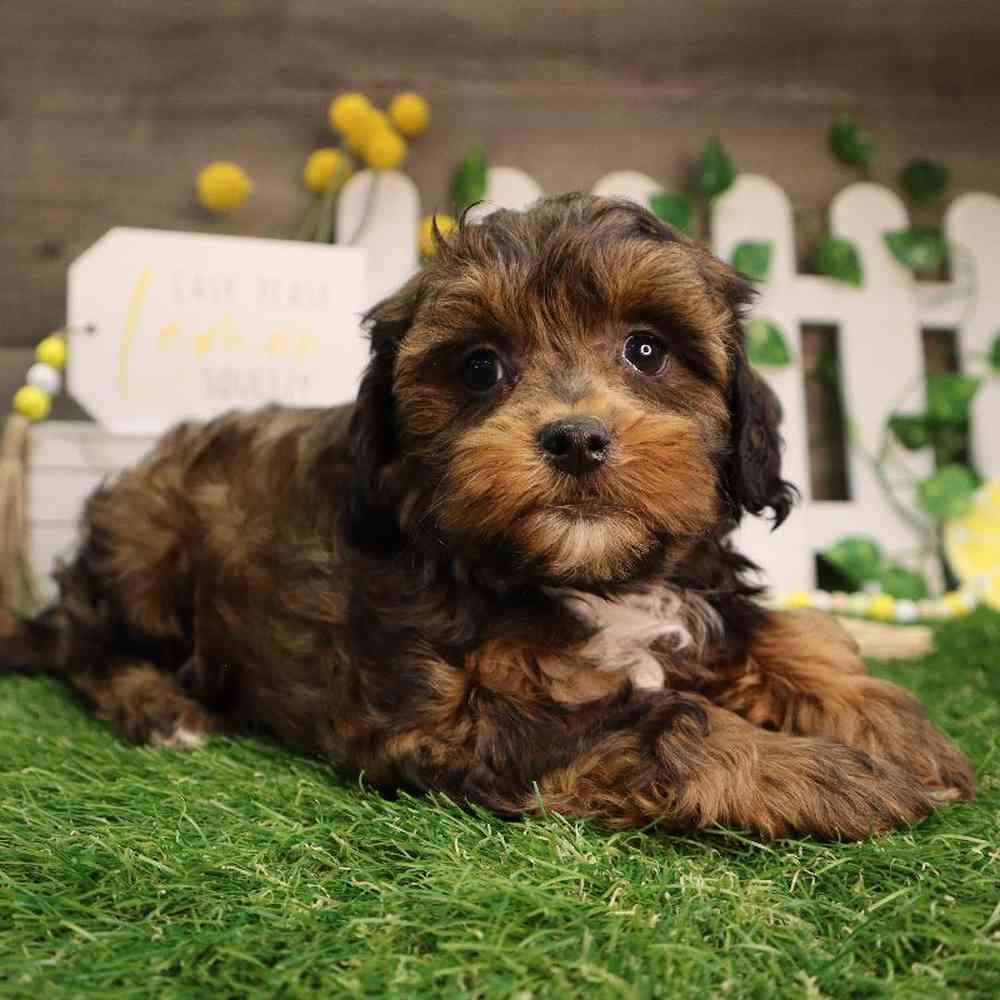 carousel pet images