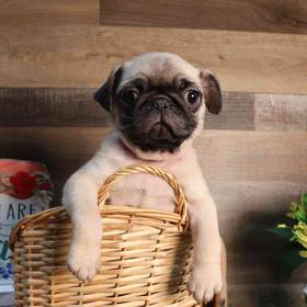 Pug