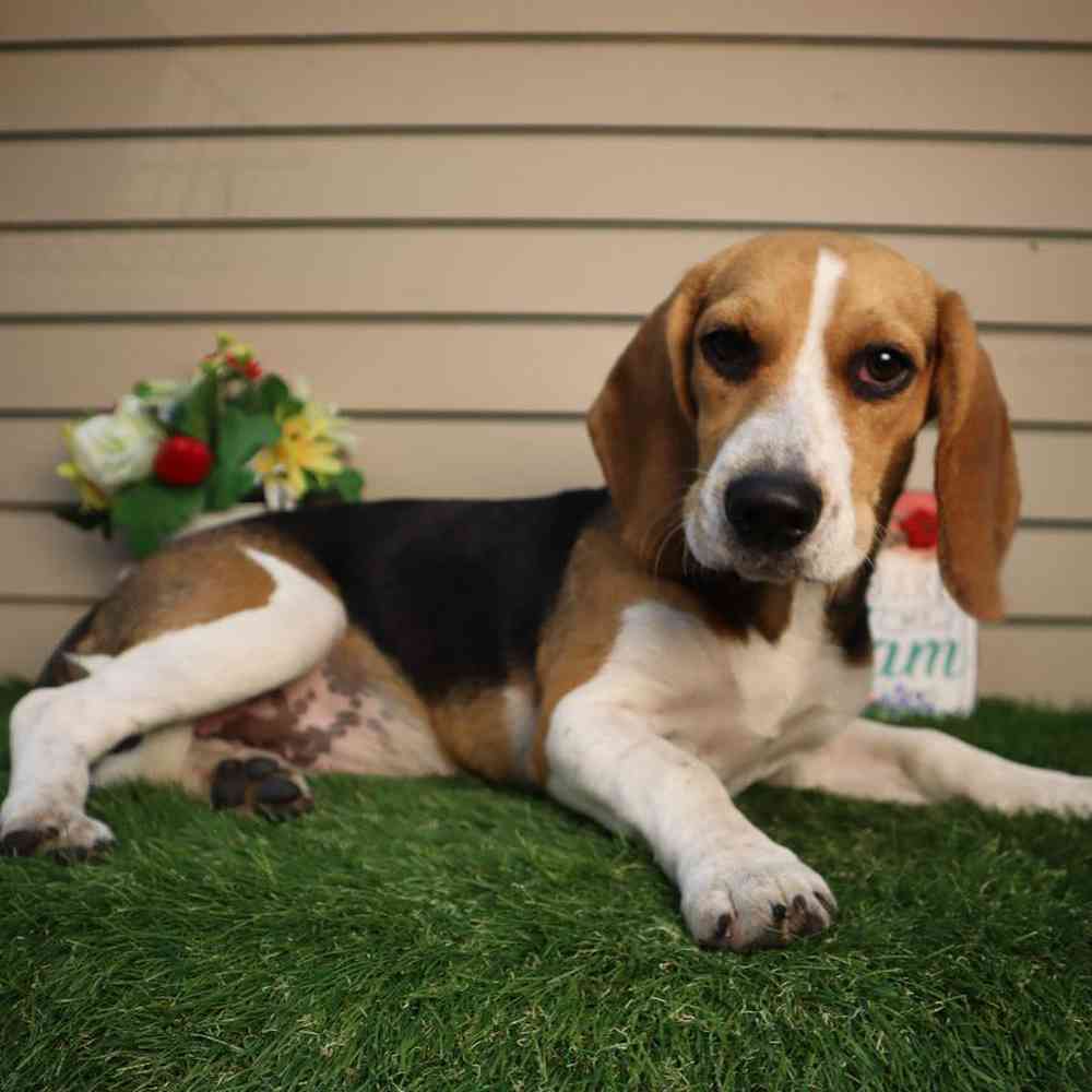 carousel pet images