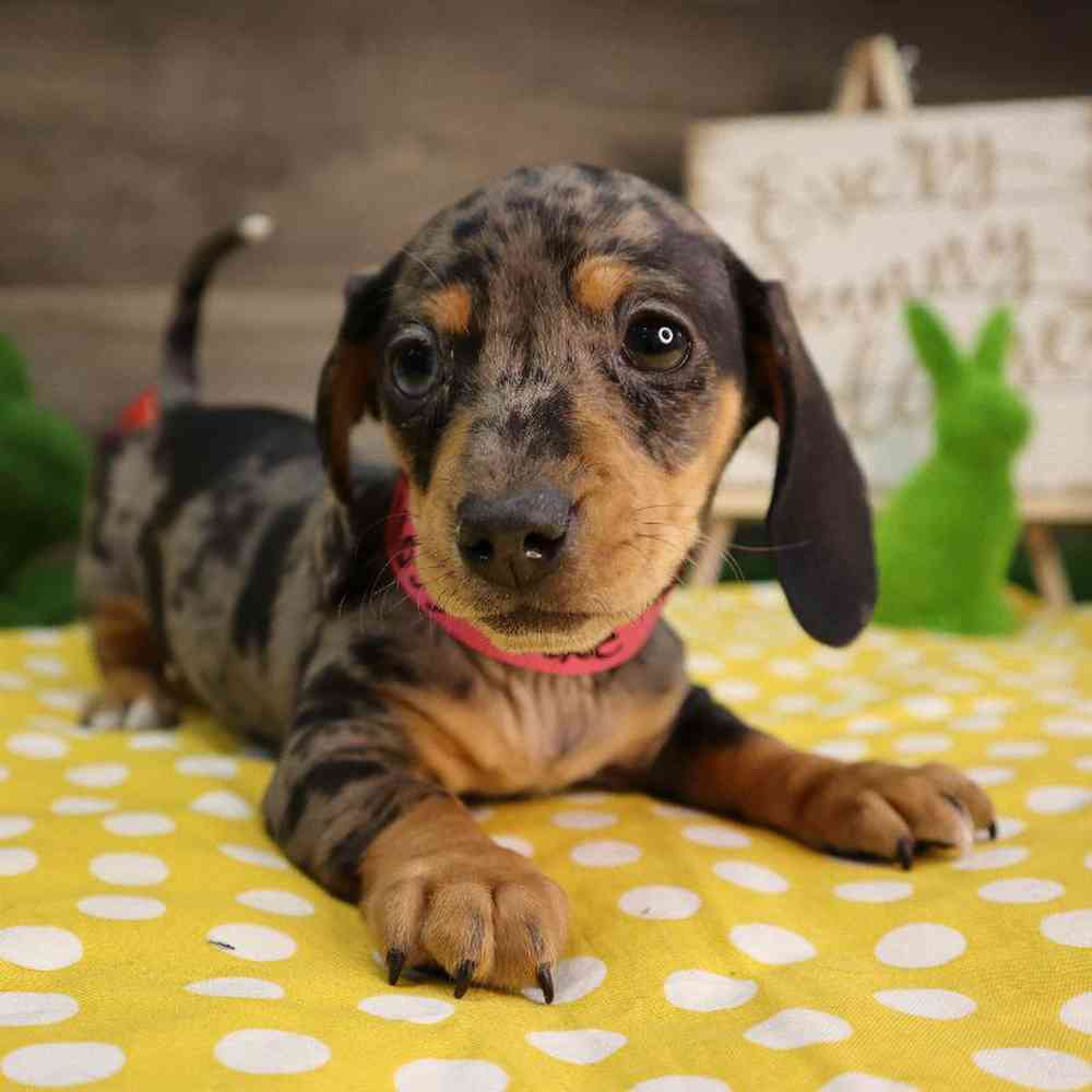 carousel pet images