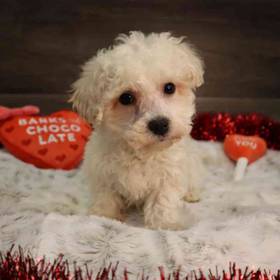 Bichon Frise