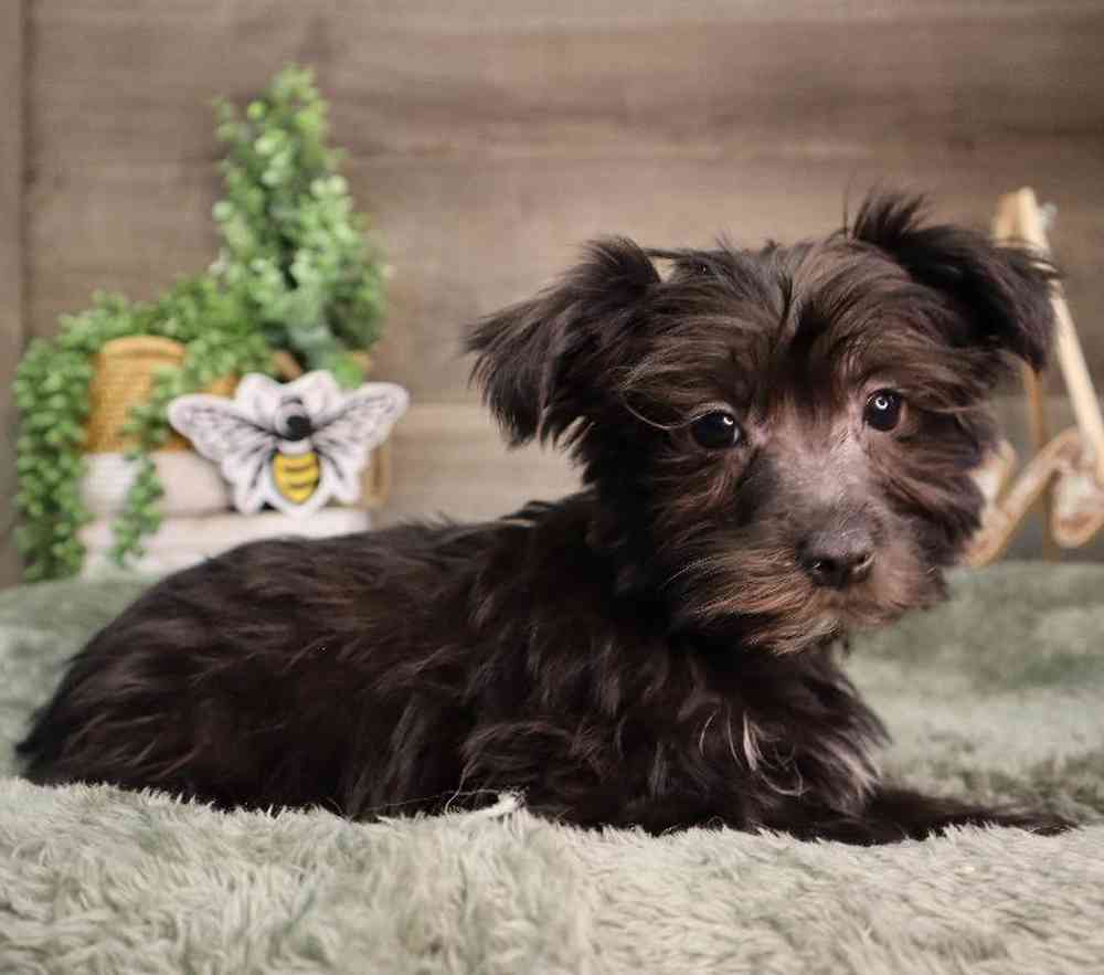 Male Morkie Puppy for Sale in Blaine, MN