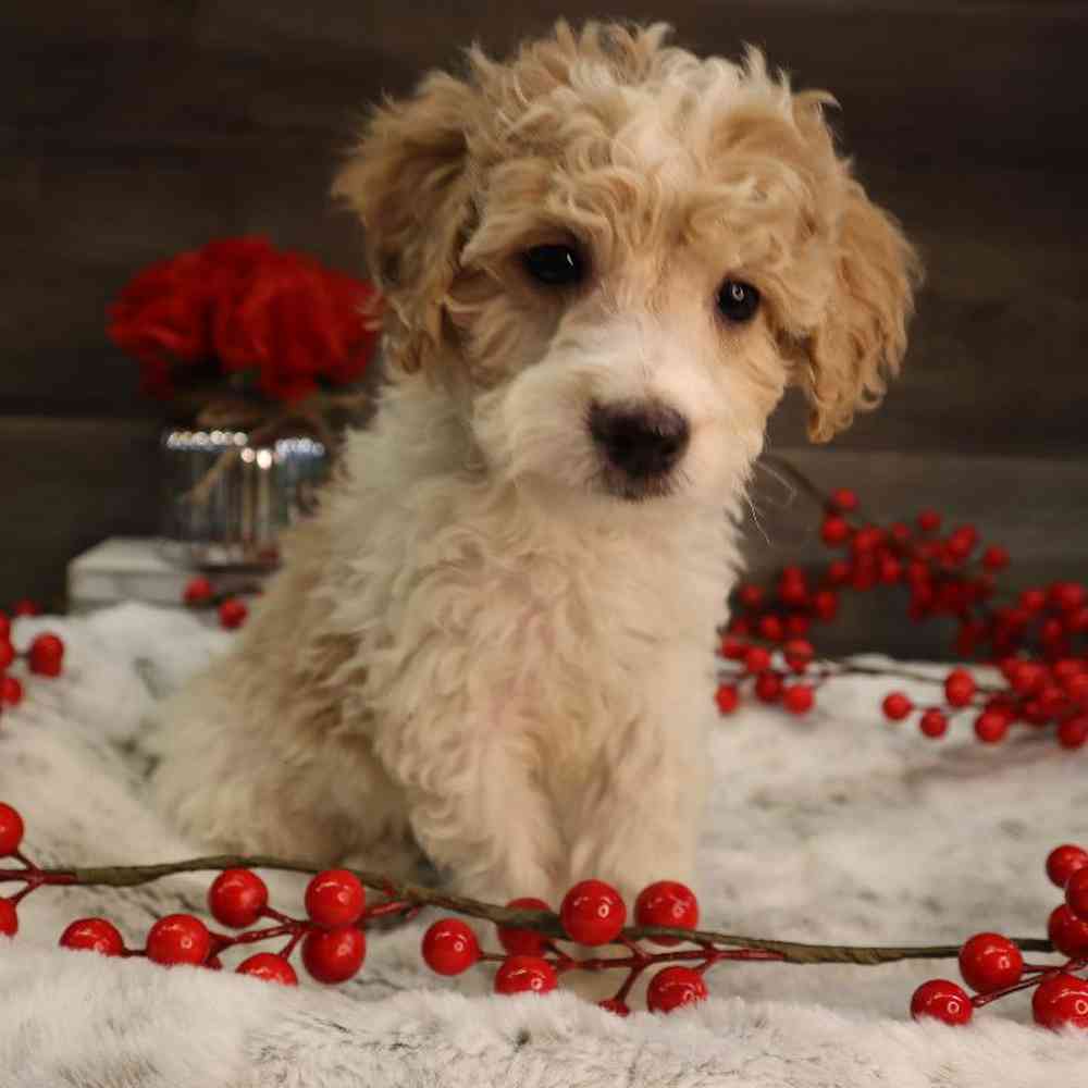 Male Mini Goldendoodle Puppy for Sale in Blaine, MN