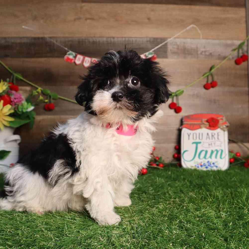 carousel pet images