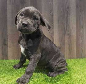 Cane Corso