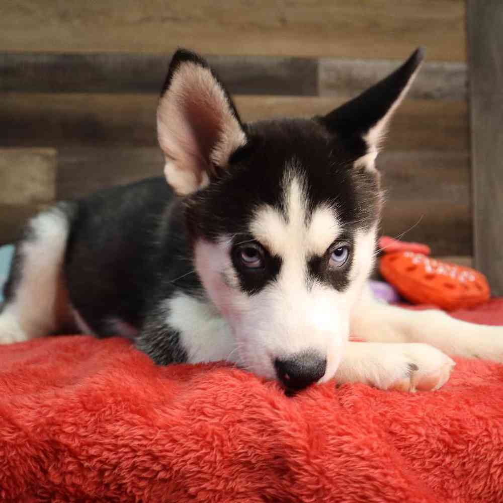 Female Siberian Husky Puppy for Sale in Blaine, MN