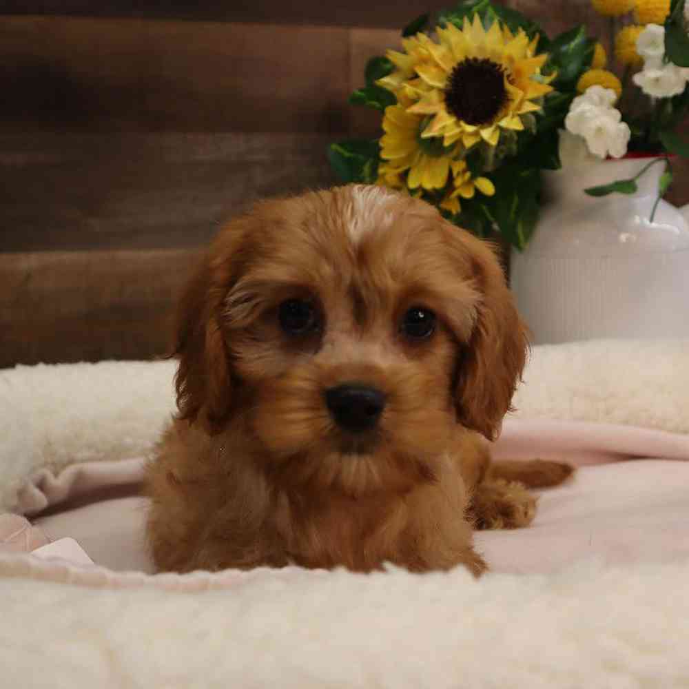 carousel pet images