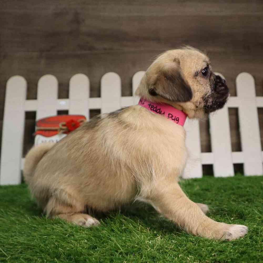 carousel pet images