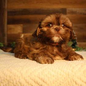 Shih Tzu