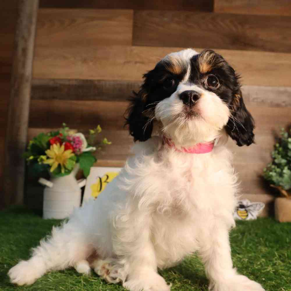 Female Cavapoo Puppy for Sale in Blaine, MN