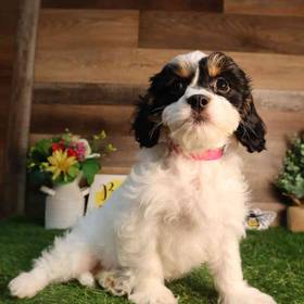 Cavapoo