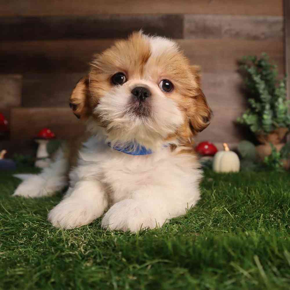 carousel pet images