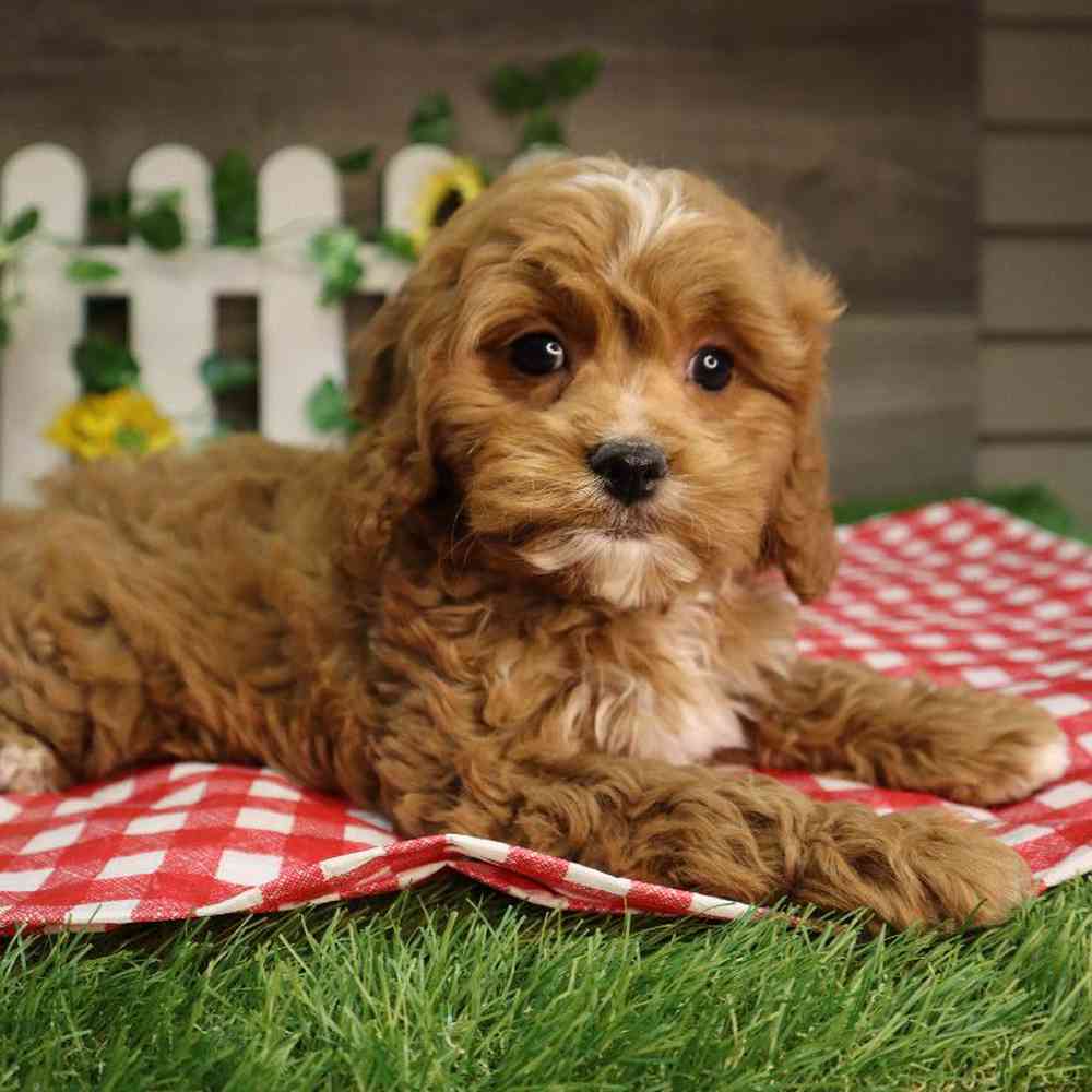 carousel pet images