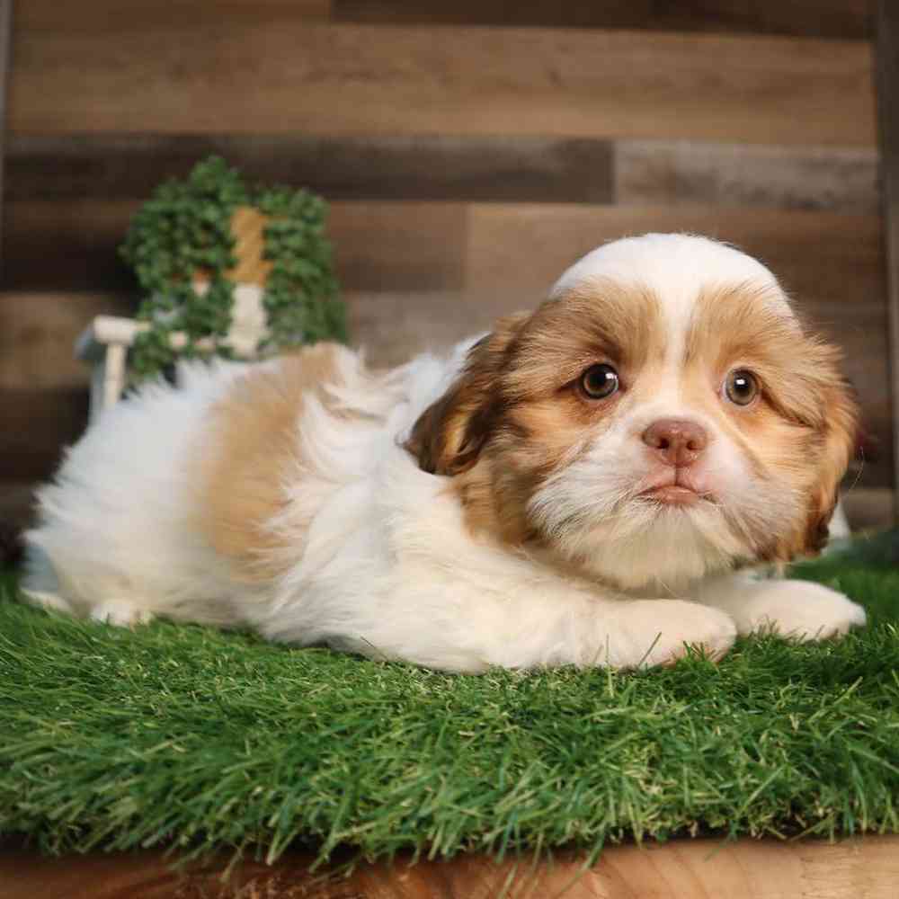 carousel pet images