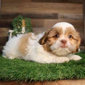 Shih Tzu