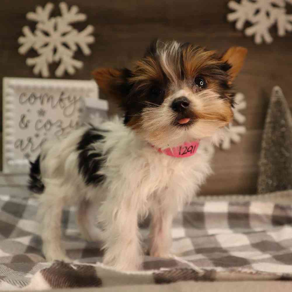 carousel pet images