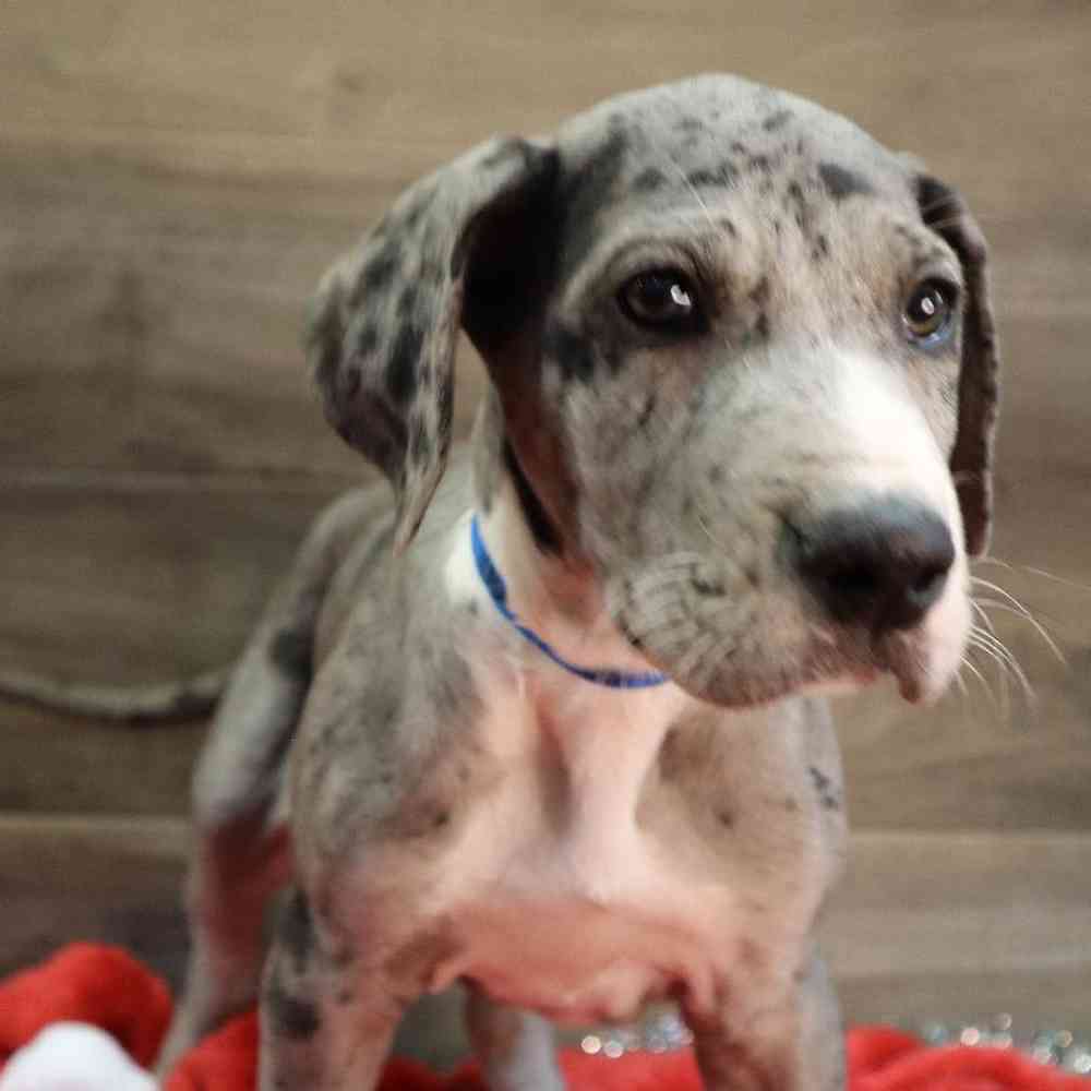 Male Great Dane Puppy for sale