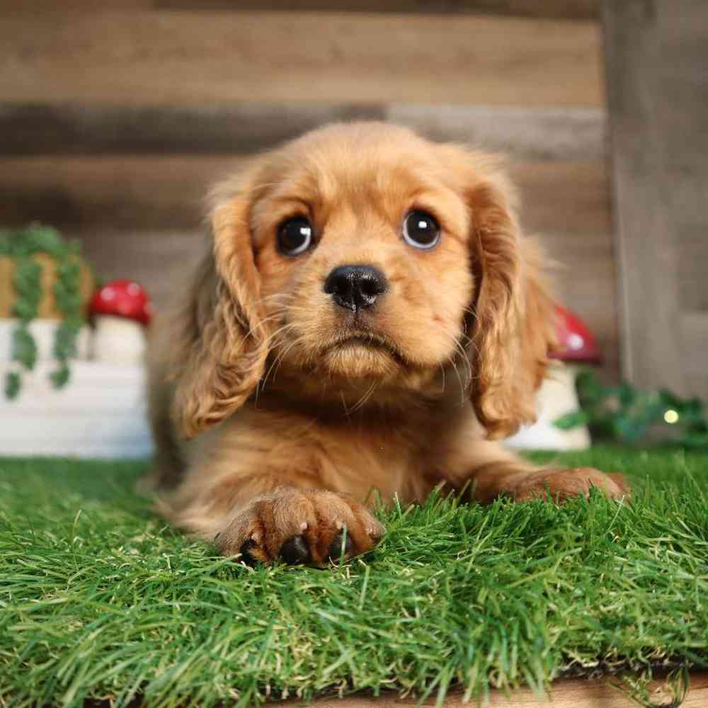Female Cavalier King Charles Spaniel Puppy for Sale in Blaine, MN