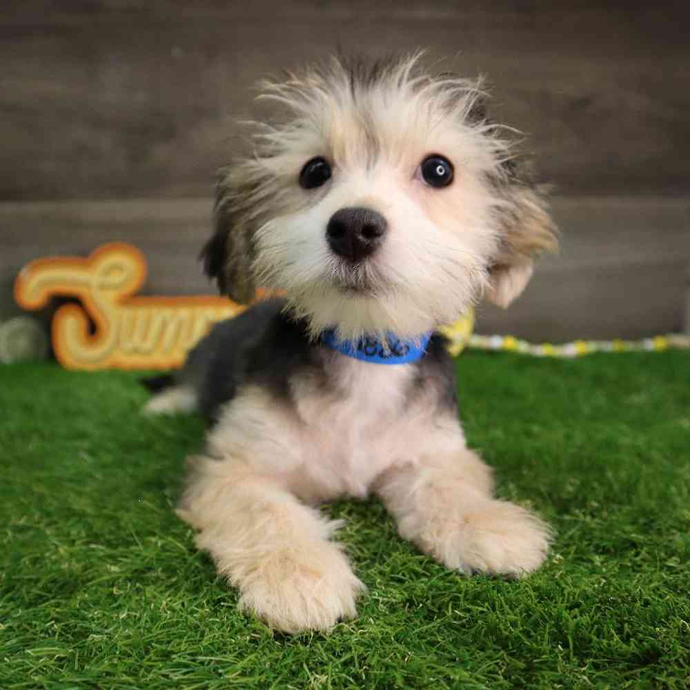 Male Morkie Puppy for Sale in Blaine, MN