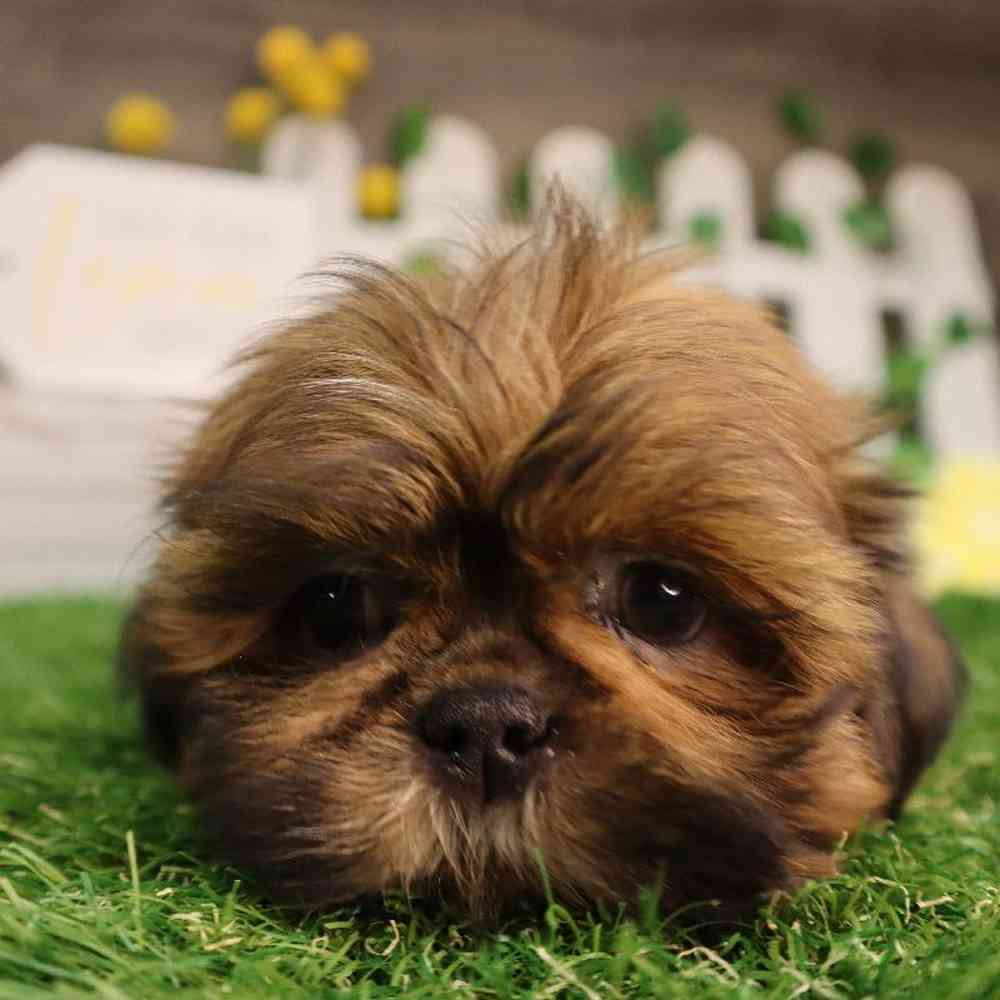 carousel pet images