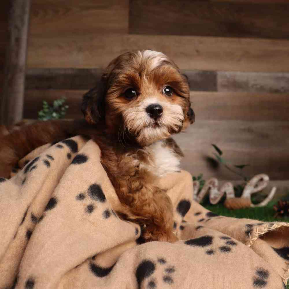 carousel pet images