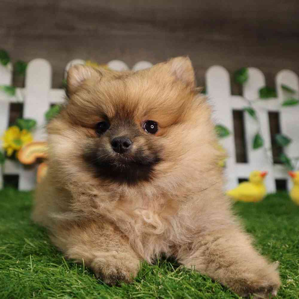carousel pet images