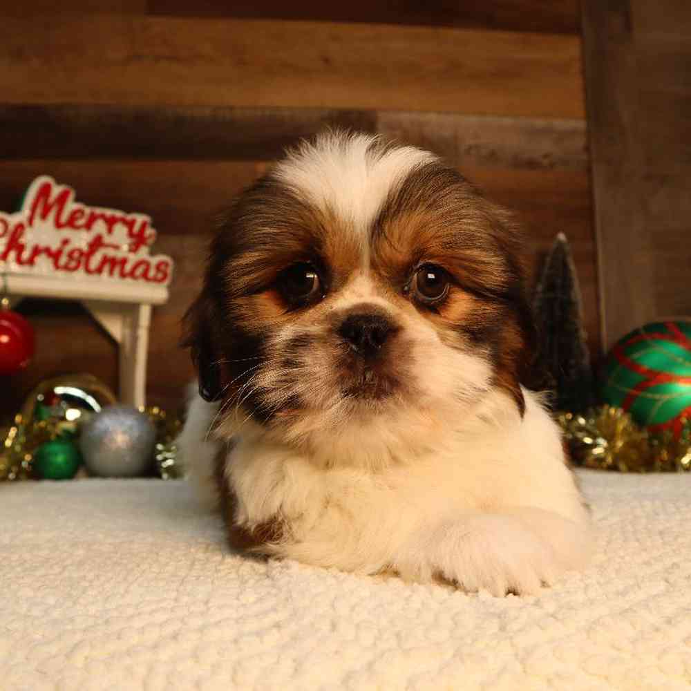 carousel pet images