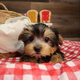Yorkshire Terrier
